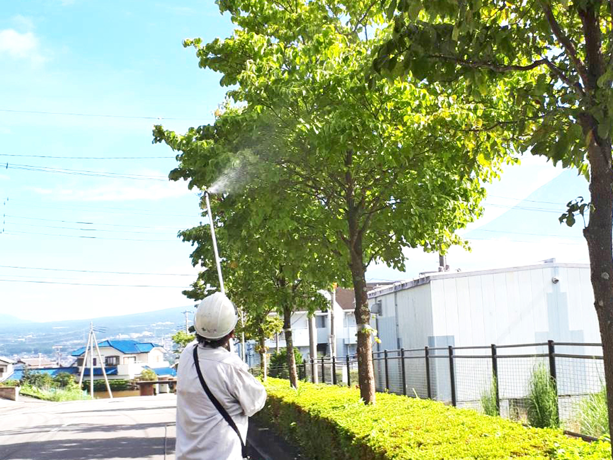 高さをはかり水糸をはって剪定します
