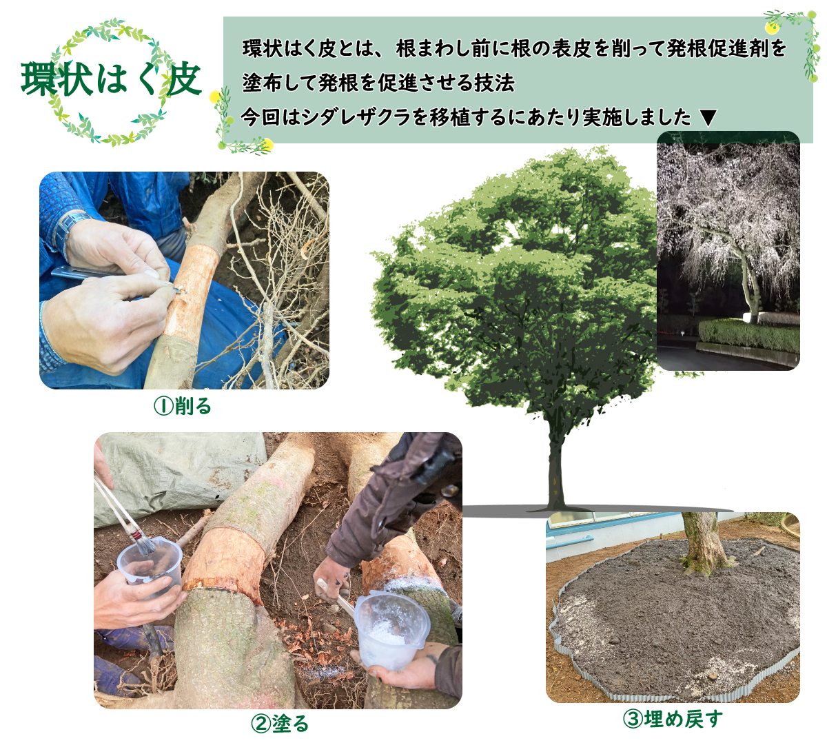 環状はく皮